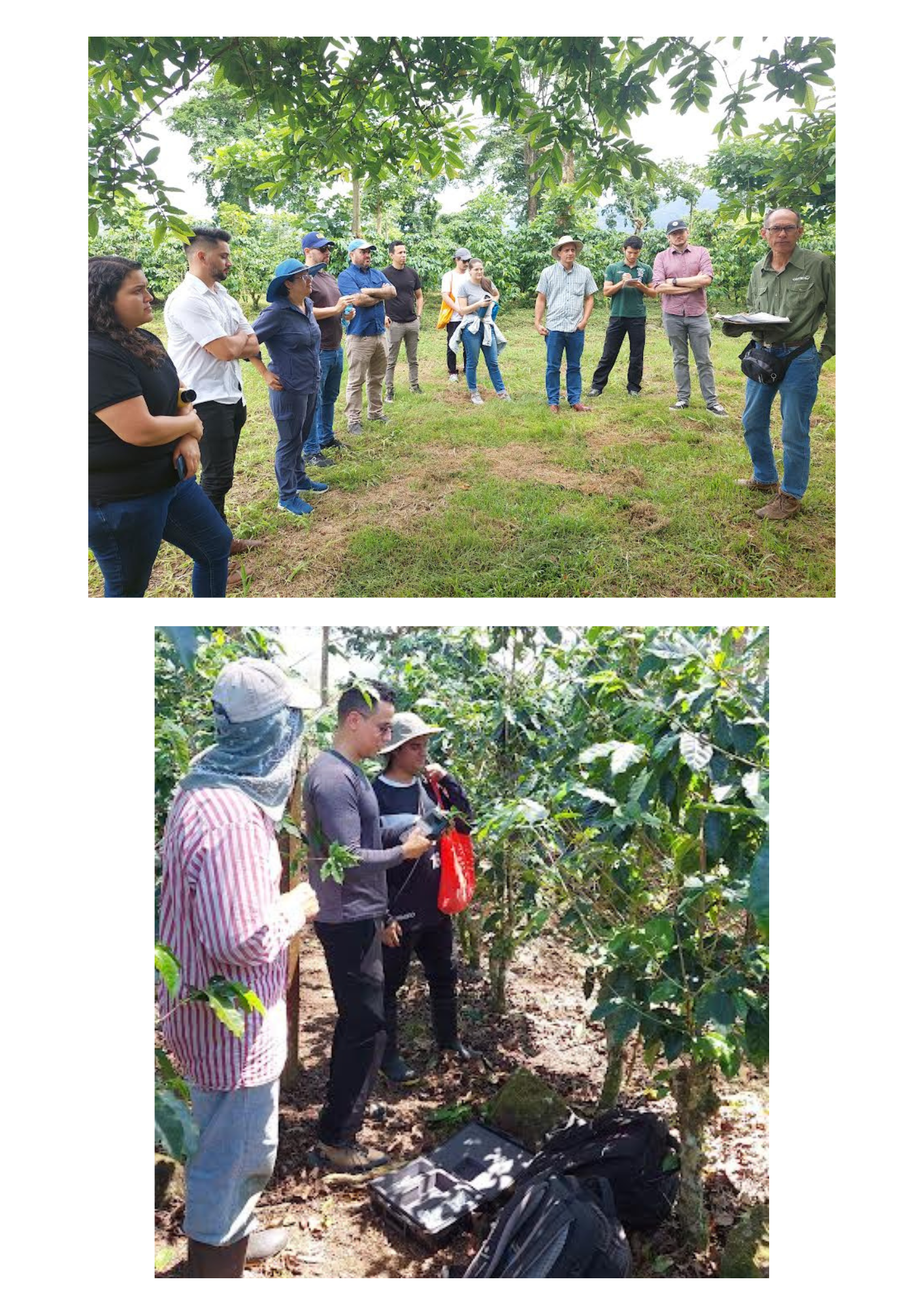 Análisis de las plantas de café